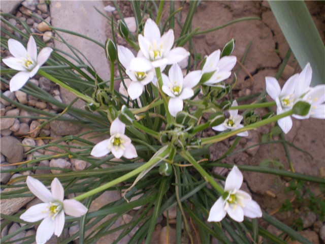 cvijet